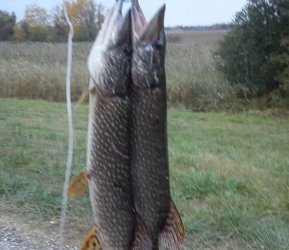 Bence 펜션 Tiszabábolna